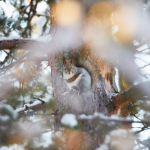 Red squirrel, Sciurus vulgaris, Sciurus vulgaris varius, Finland, winter Red squirrel, Sciurus vulgaris, Sciurus vulgaris varius, Finland, winter